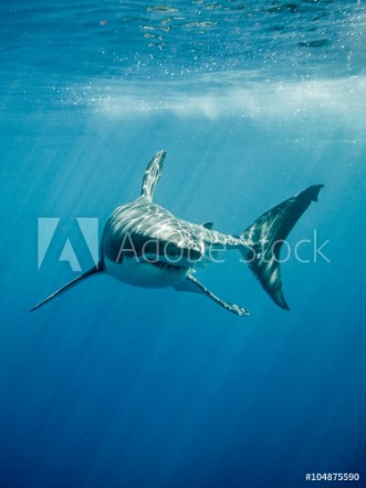 Picture of Great white shark with its main four fings swimming under sun rays in the blue Pacific Ocean  at Guadalupe Island in Mexico